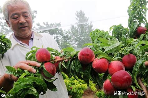 桃樹繁殖|如何種植桃樹：何時種植以及如何種植